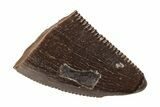 Serrated, Tyrannosaur Tooth Tip - Judith River Formation #204658-1